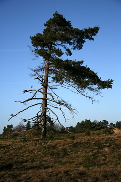 veluwe.jpg